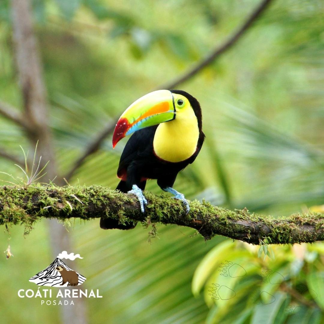 Coati Del Arenal Posada La Fortuna Ngoại thất bức ảnh
